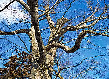 青春校园模拟游戏《夏日盛宴》Steam页面上线 发售日待定