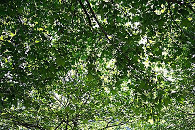 《明日方舟》回应被抄袭 未授权已进行侵权取证